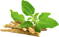 Ashwagandha (Withania somnifera)