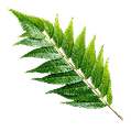 Neem