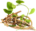 Giloy (Guduchi)