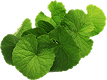 Brahmi