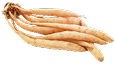 Shatavari
