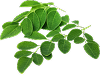 Moringa