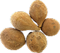 Bibhitaki