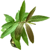 Arjuna